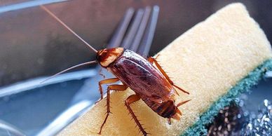 Roach and Pest Control