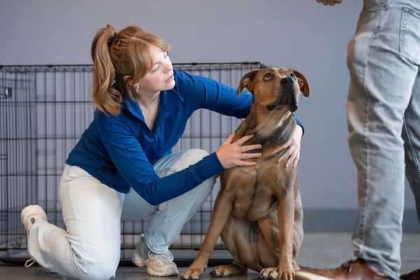 A potential adopter meets an adult mixed breed dog at a kennel
