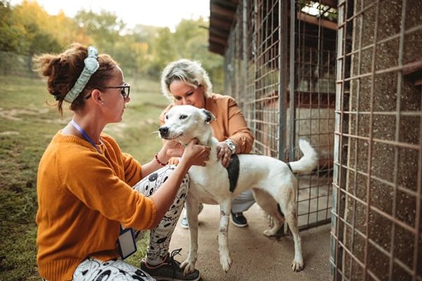 Young woman playing with dogs in dog shelter.
