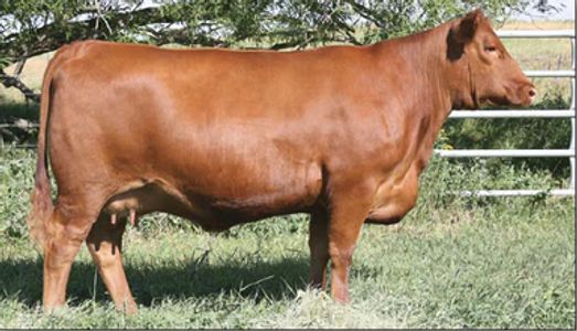 Red Angus Cow
Kuhns Red Angus
