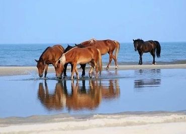 Beaufort NC banks horses arrived in 1550 with Spanish Explorers and have the DNA to prove it. 