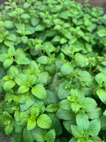 Lemon Balm