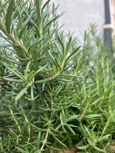 Rosemary