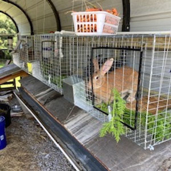 A brown rabbit inside a metal cage with greenery and a basket above.