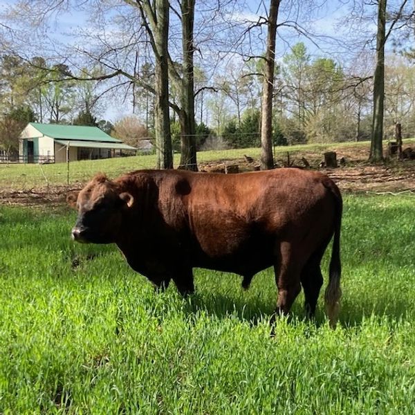 A large brown bull standing in a green grassy field under clear skies.