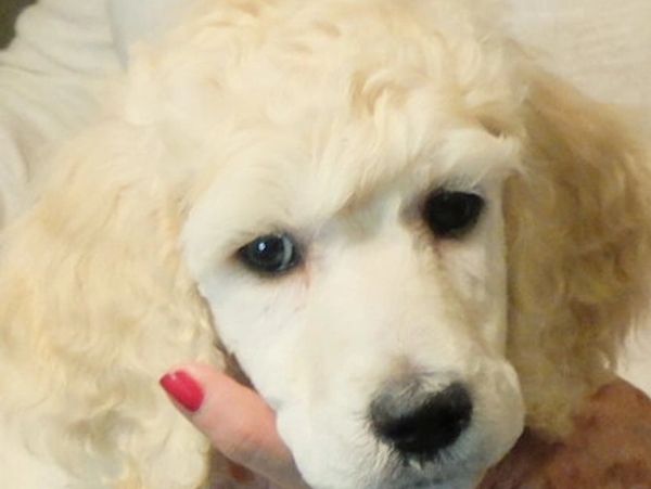Close-up of a cream-colored poodle puppy's face.