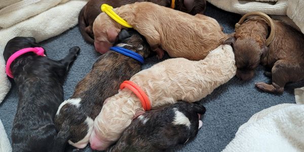 Newborn poodle puppies sleeping together with colorful collars on a blanket.