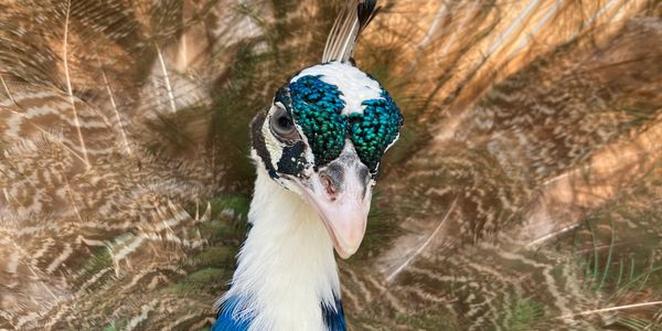 Close-up of a peacock with its feathers fanned out.