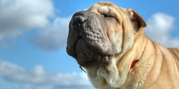 Wrinkled dog enjoying the breeze under a blue sky.