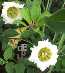 Exotic White Flower
