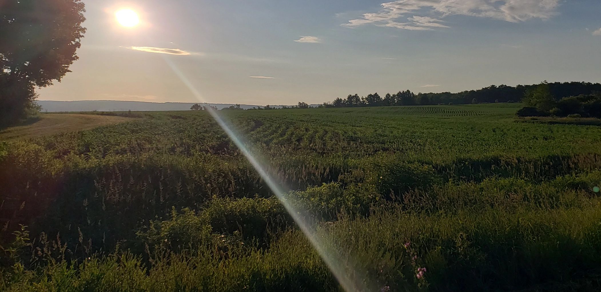 Morning walks in Bear Swamp