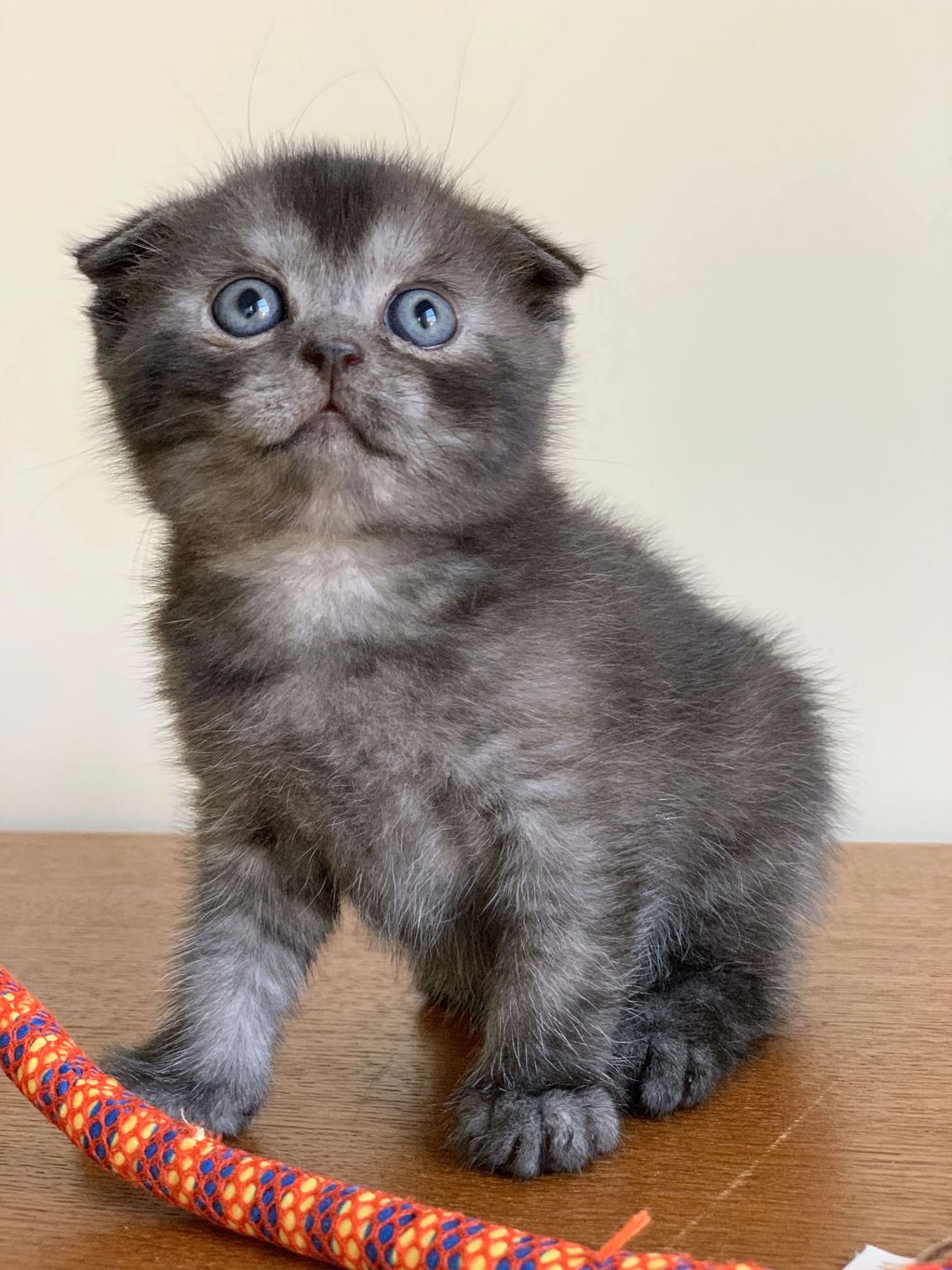 Scottish Fold Kitten Rare Black Smoke