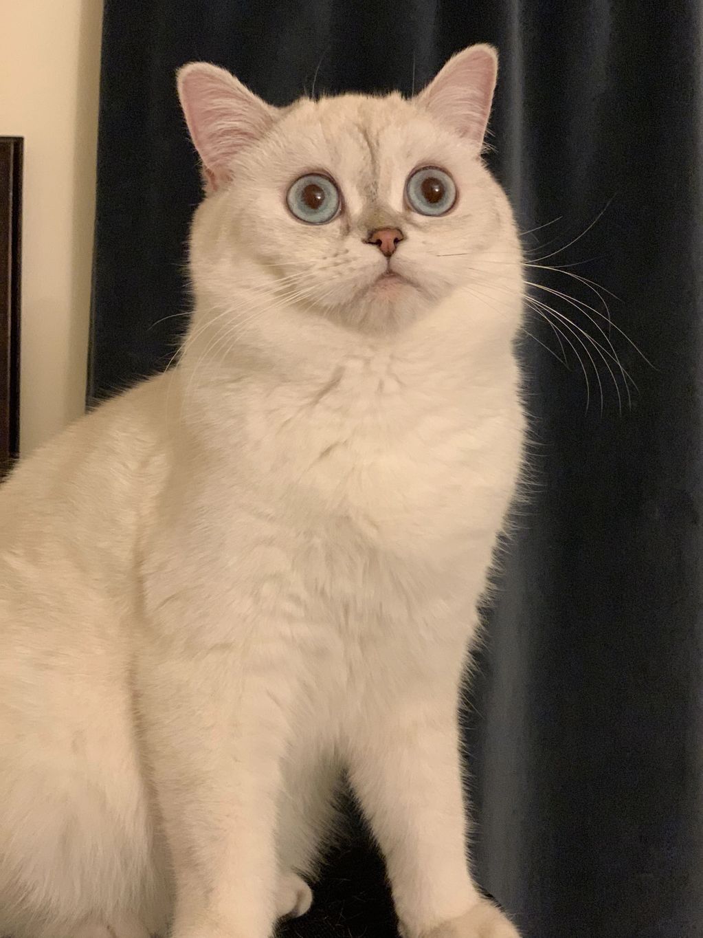Scottish Fold Scottish Straight Cat
