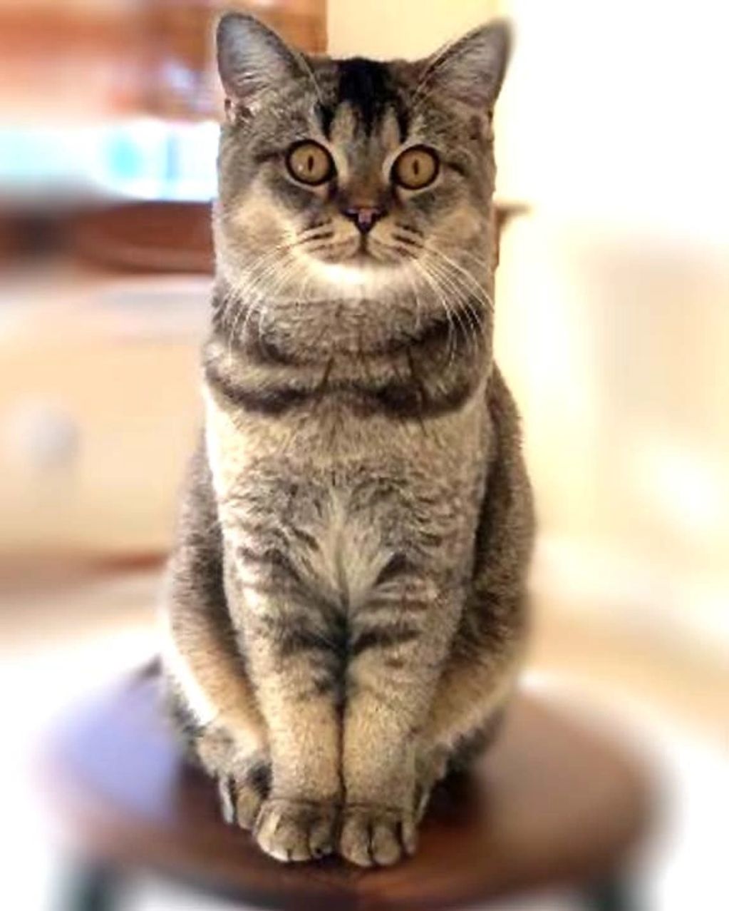 Dame Impulsio Mio-Mio Kisa
SFS71 n 25 black tabby ticked
DOB: February 11, 2022
Fully Pedigreed
