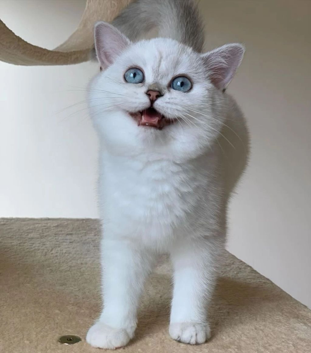 Color Point Blue Eye Scottish Straight Scottish Fold