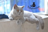 Tullyherron British Shorthair