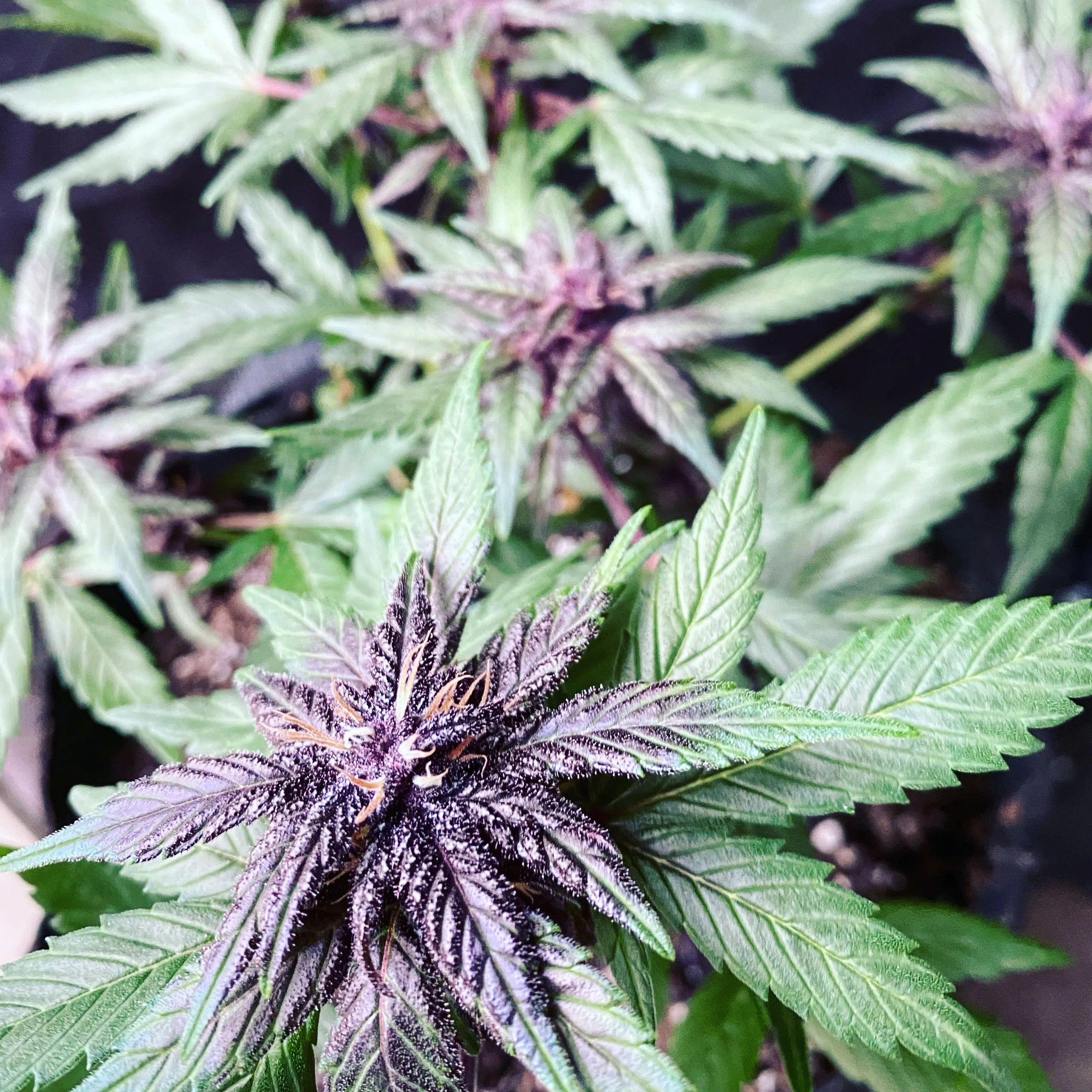 Close-up of a cannabis plant with vibrant purple and green leaves.