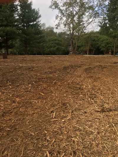 Great example of sustainable forestry mulch after getting rid of unwanted overgrowth.