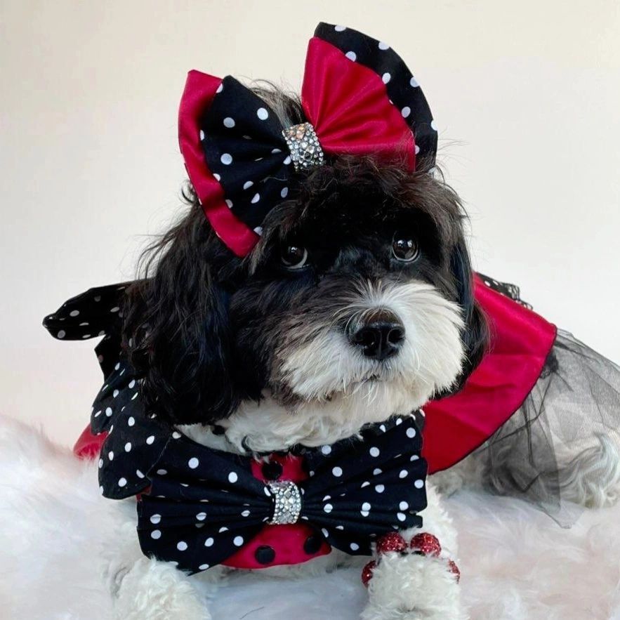 Black and white doodle dog wearing a red, black and white polka dot 50's poodle dress skirt sock hop