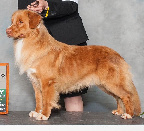 Ch Susqudilla Foxvale Trail Blais’n to Lennoxluv
outstanding temperament 
JADD Normal
PRA Carrier