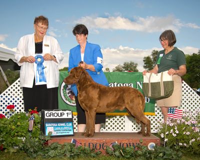 Barnabus  wins Best of Opposite Sex at the 2021 American Chesapeake. National Specialty show  