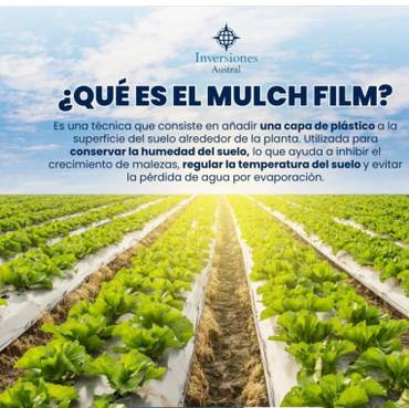 Mulch film uso en cultivos agrícolas-groundcover