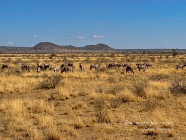 Maasia Mara Landscape with Gemsbok