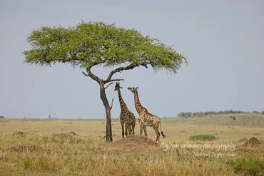 Giraffes under an acacia tree