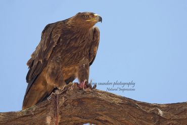 Tawny Eagle - found in Africa