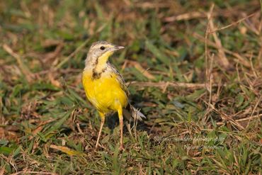 African Yellow-throated Longclaw