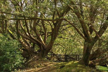Old Trees near Blarney Castle