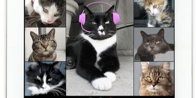 A picture of different cats in different colors