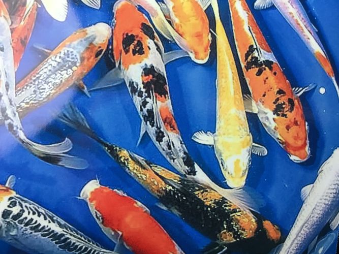 AAA grade koi locally raised in Tallmadge OHio