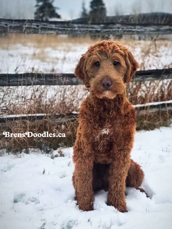 Red goldendoodle mini medium best GANA breeder puppies goldendoodles rusty golden doodle
