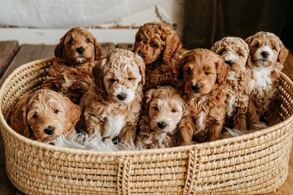 goldendoodle puppies BC golden doodles goldendoodles best breeder red wavy curly brensdoodles