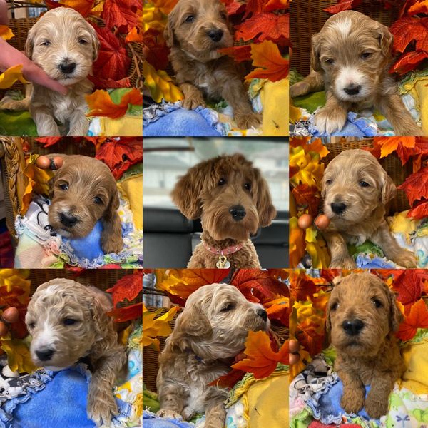 goldendoodle puppies golden doodles BC Breeder Canada Best Breeder GANA F1B doodle labradoodle