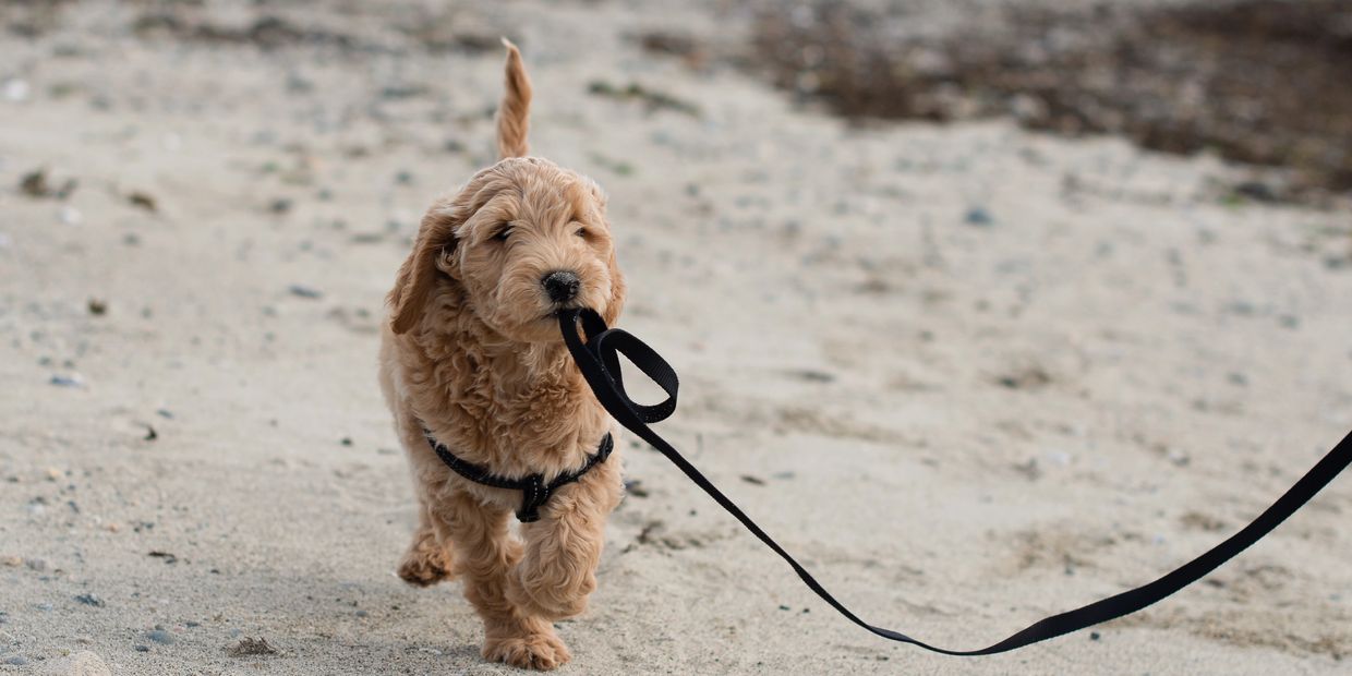 red goldendoodle on the beach Bren's Doodles Best Breeder in BC Canada responsibly bred 