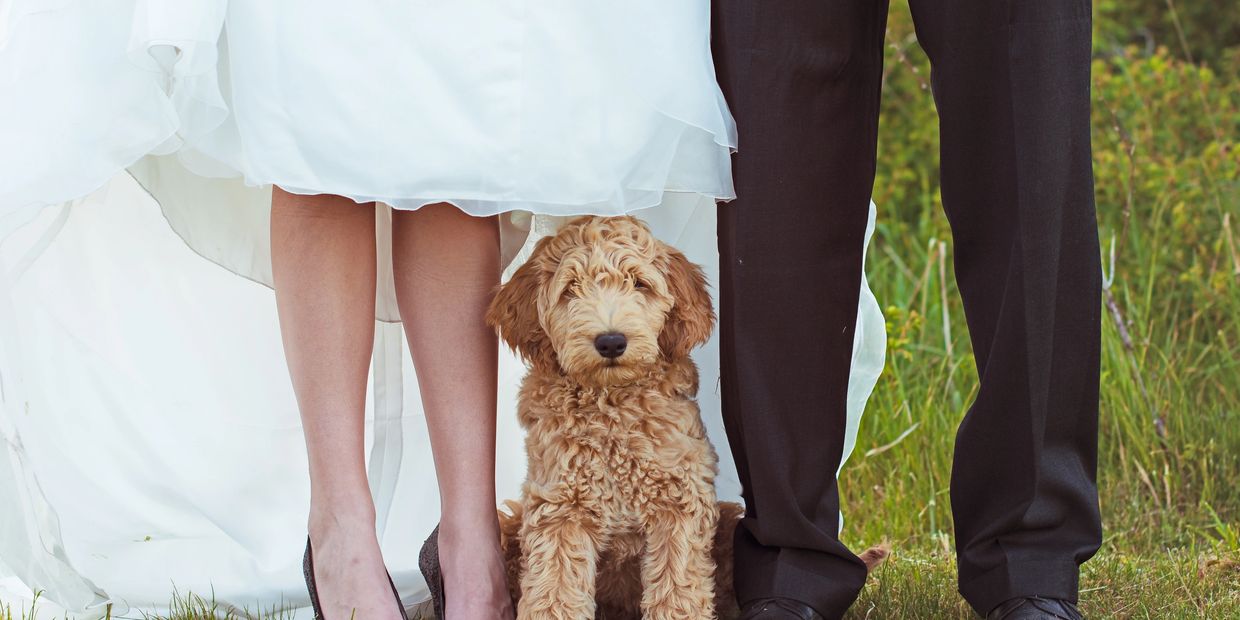 puppy red mini goldendoodle bc best breeder wavy hair non shed hypoallergenic golden doodle