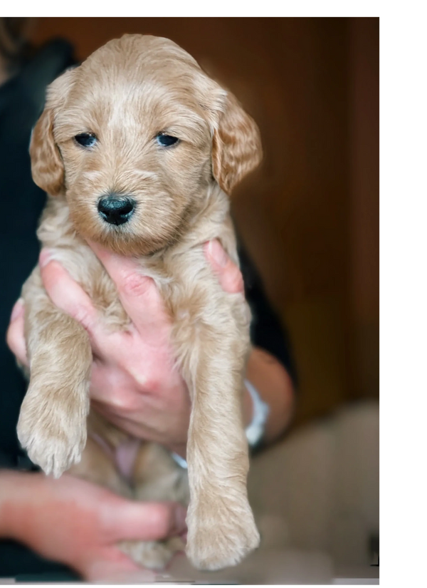 goldendoodle puppy Rufus gene wavy coat red golden doodle breeder BC Canada Holly brensdoodles