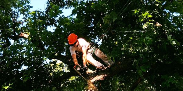Marcus Richardson
Trimming maple tree to remove branch over a house in Haven, KS.