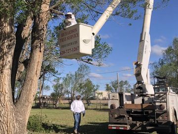 Richardson Tree Service bee removal