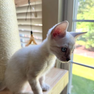 White kitten looking out a window.