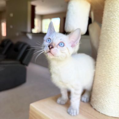 White kitten with blue eyes on a scratching post.