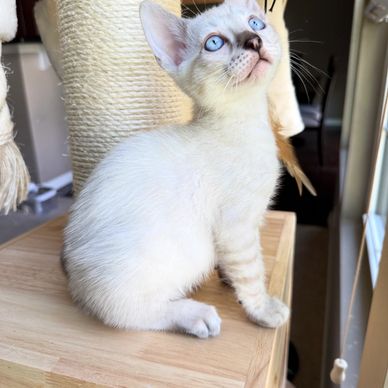White kitten with blue eyes looking up.