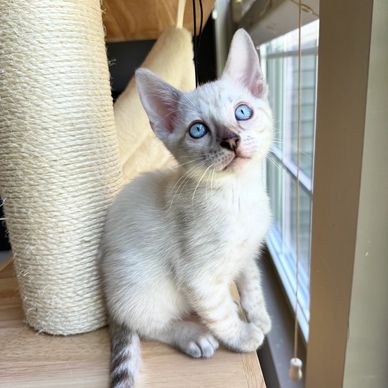 A white kitten with blue eyes sits by a window.