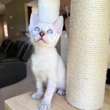 White kitten with blue eyes next to a scratching post.