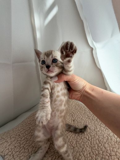 A person holding a spotted kitten up with one paw raised.