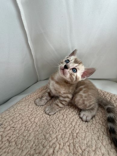 Adorable spotted kitten with blue eyes sitting on a soft beige blanket.