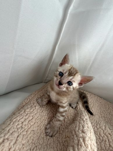 A curious kitten with blue eyes sitting on a beige blanket.