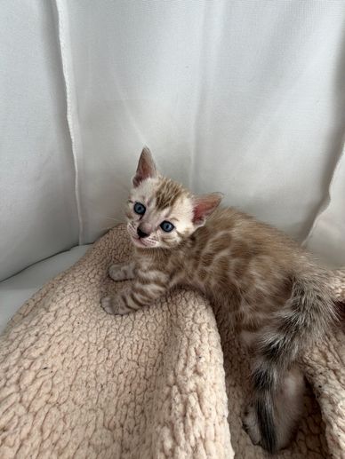 A small spotted kitten with blue eyes on a beige blanket.